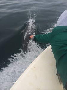 Dolphin Charters NC